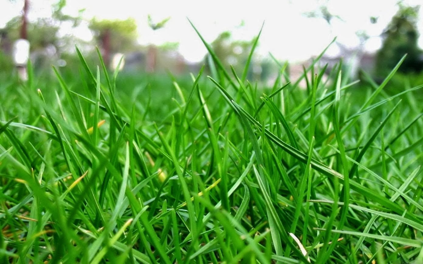 Cara Menanam Rumput di Halaman Rumah Anda Secara Praktis