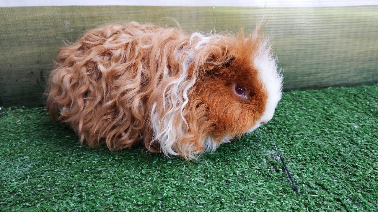 Cara Merawat Marmut Yang Benar Mudah Dan Gak Bikin Ribet