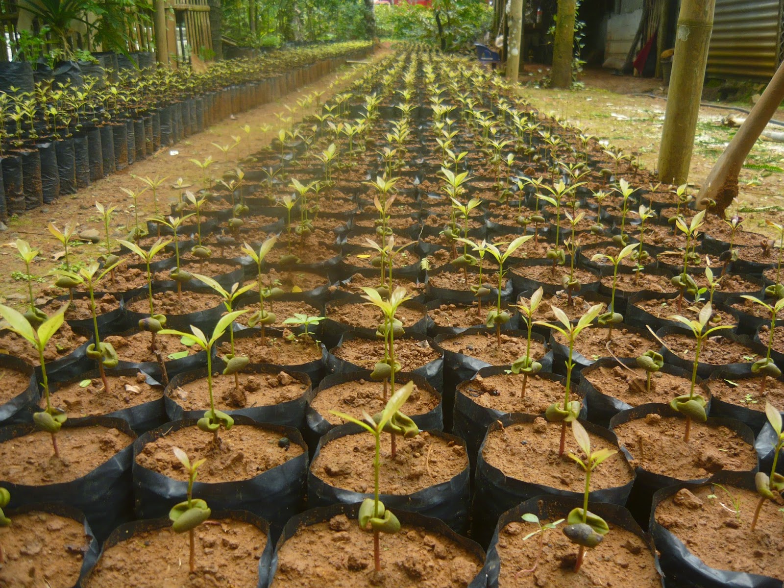 budidaya tanaman cengkih