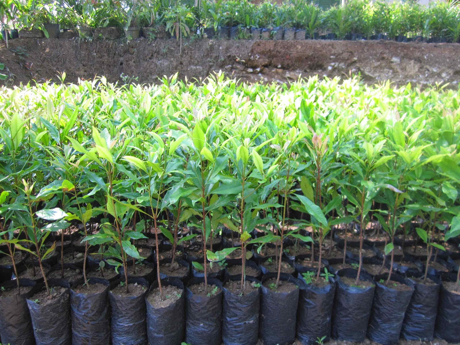 cara menanam cengkeh