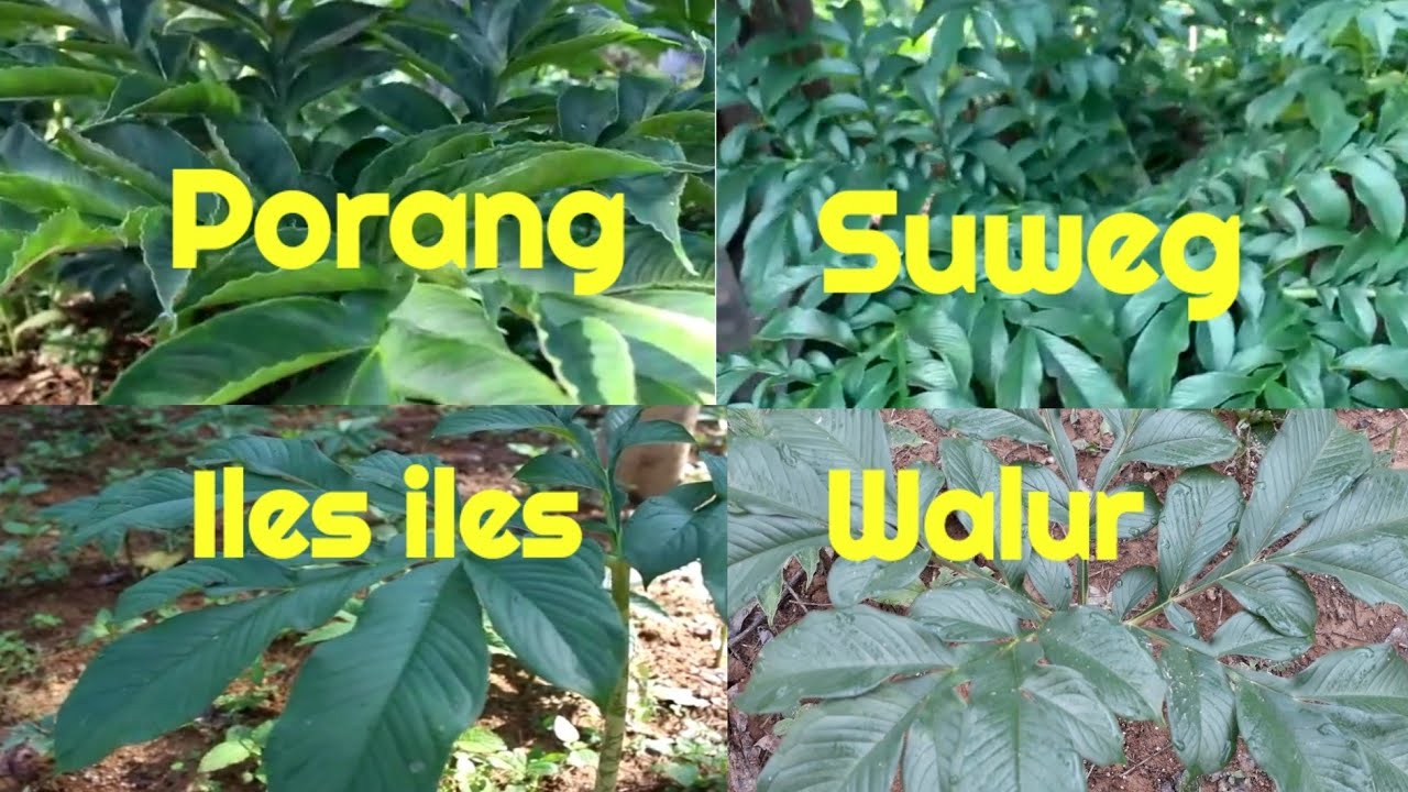 Perbedaan Porang, Suweg, Iles-iles, Walur