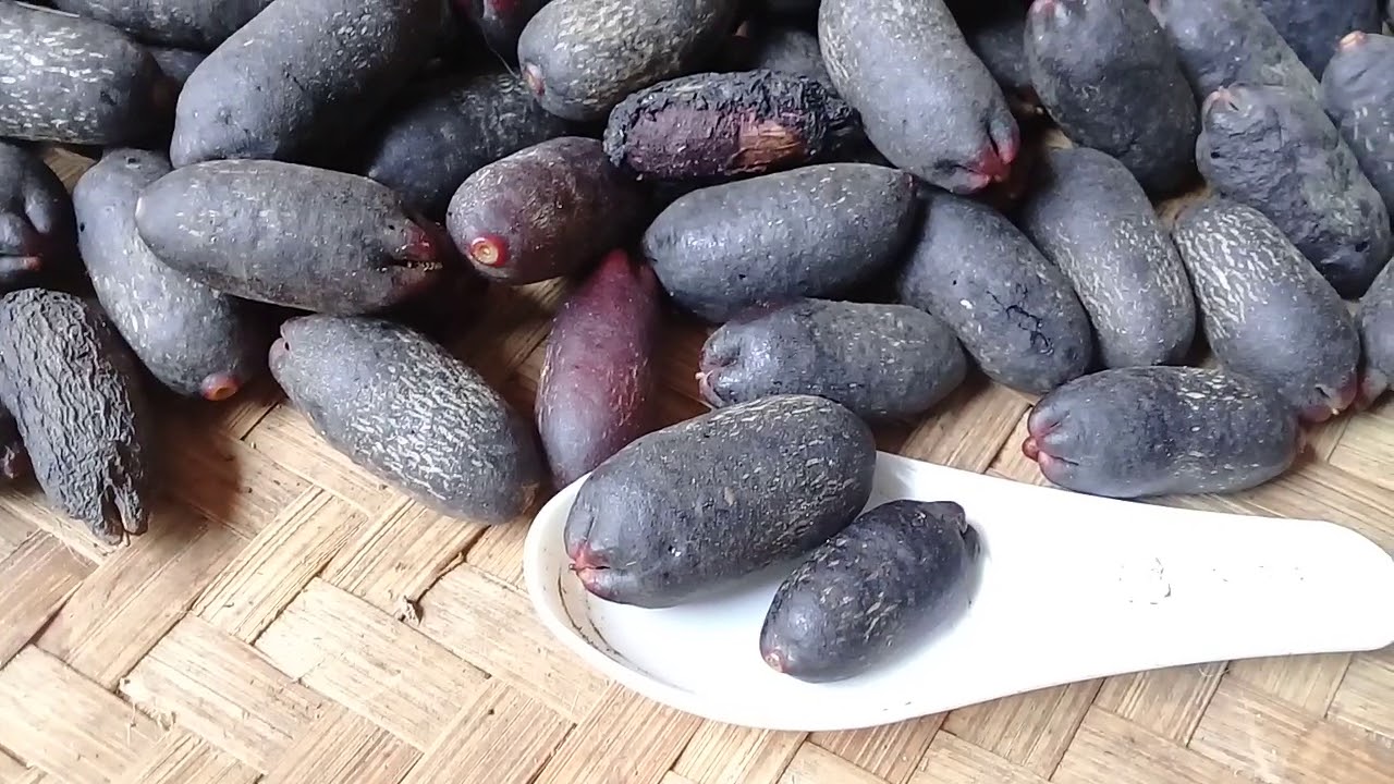 cara menanam cengkeh