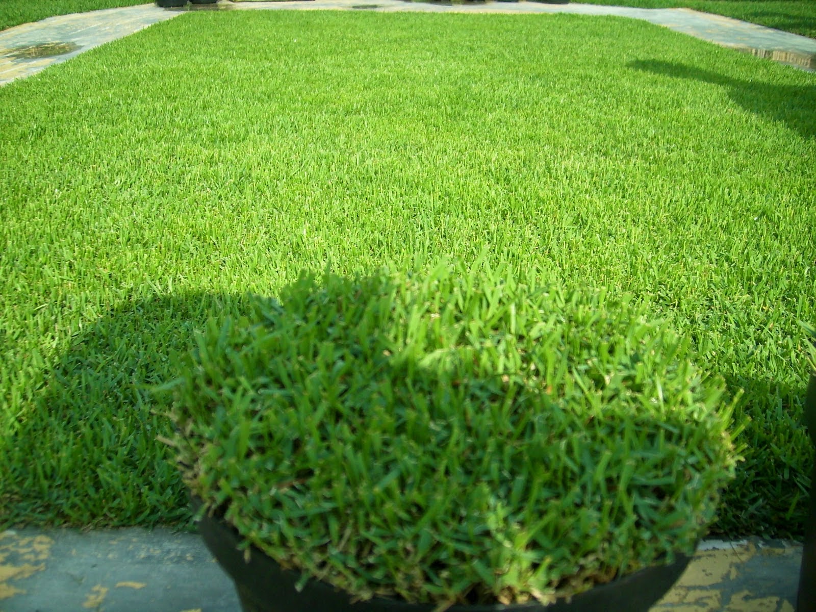 Rumput Jepang