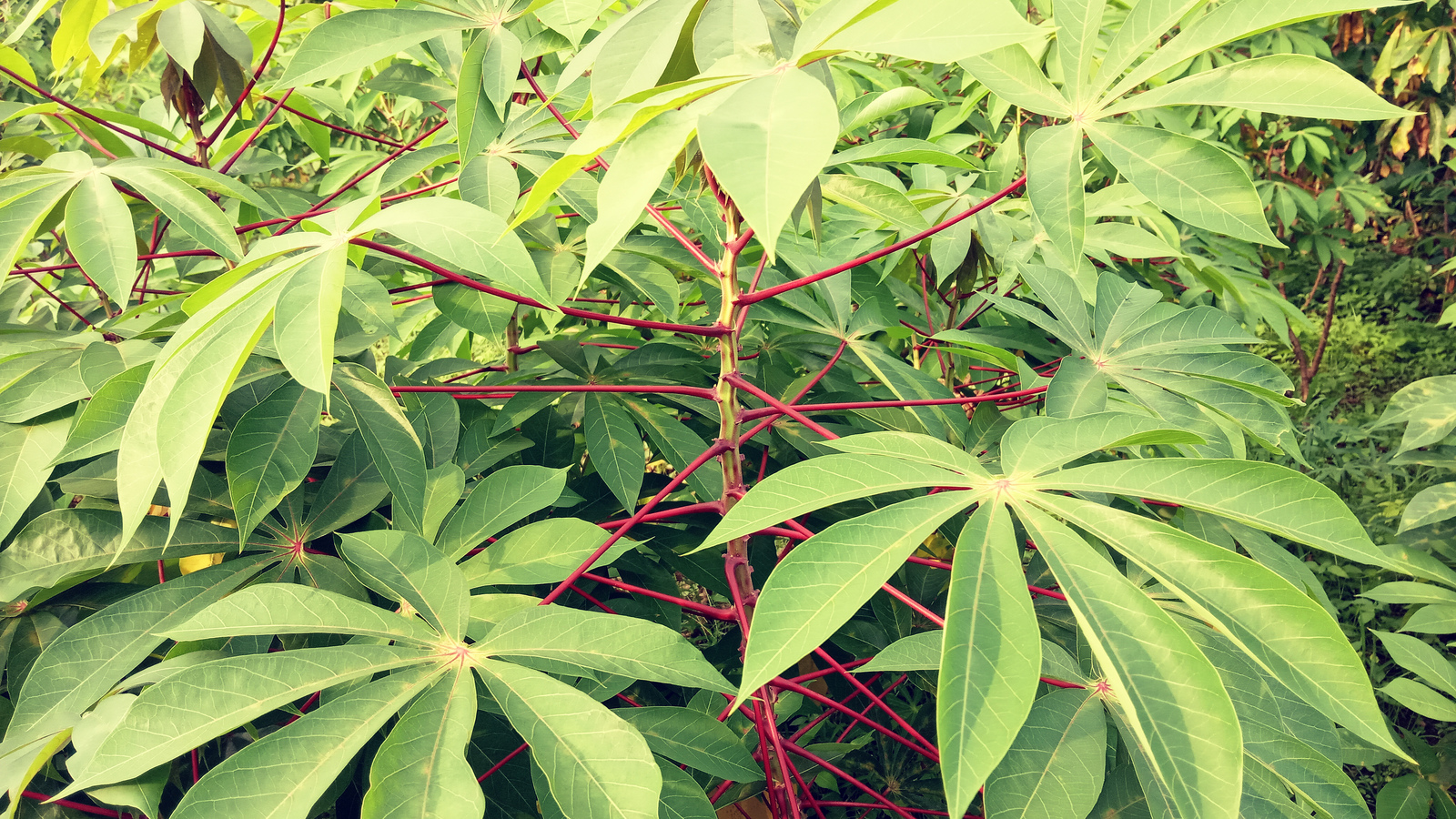 Resep Singkong Keju Untuk Jualan