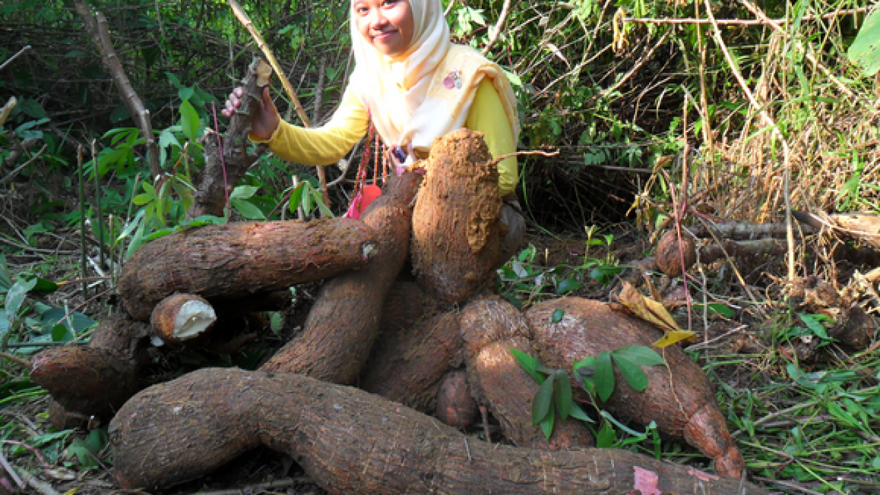 Jenis Jenis Keripik Singkong