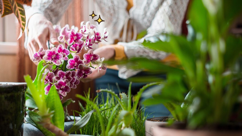 manfaat arang bagi tanaman