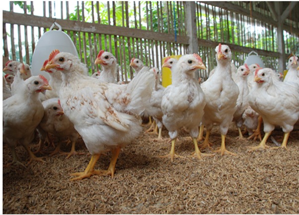 Pakan Ayam Pedaging dengan Cara Penggolahannya