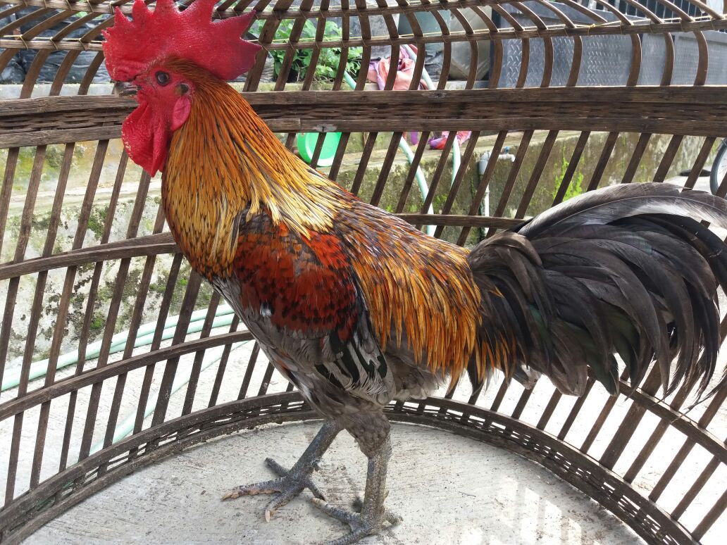 ayam pelung