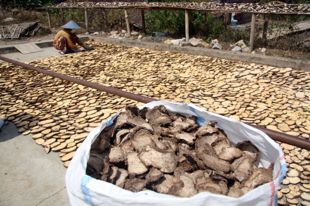 budidaya umbi porang