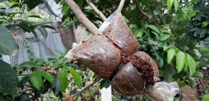 Sabut kelapa untuk tanaman