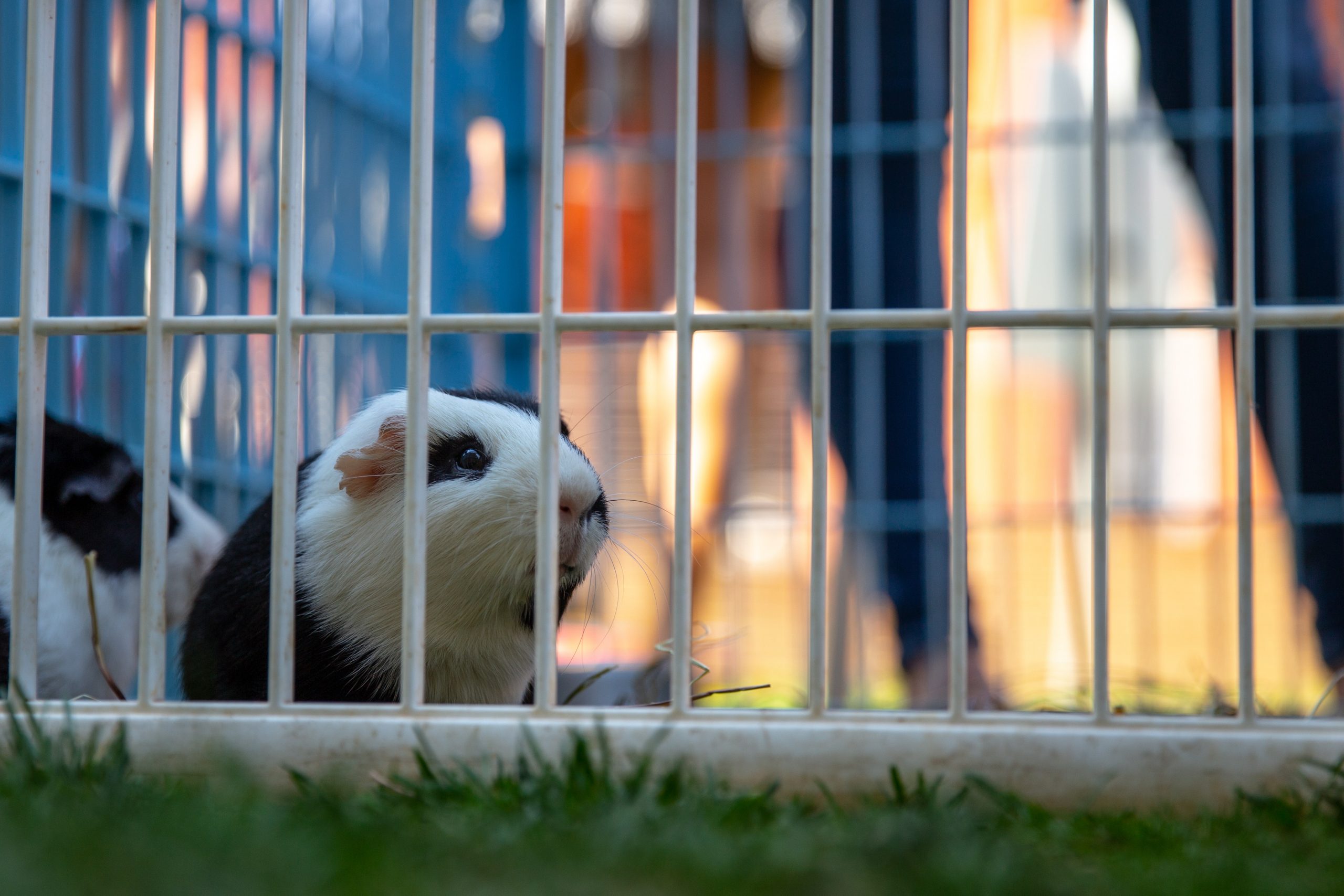 Manfaat Merawat Marmut