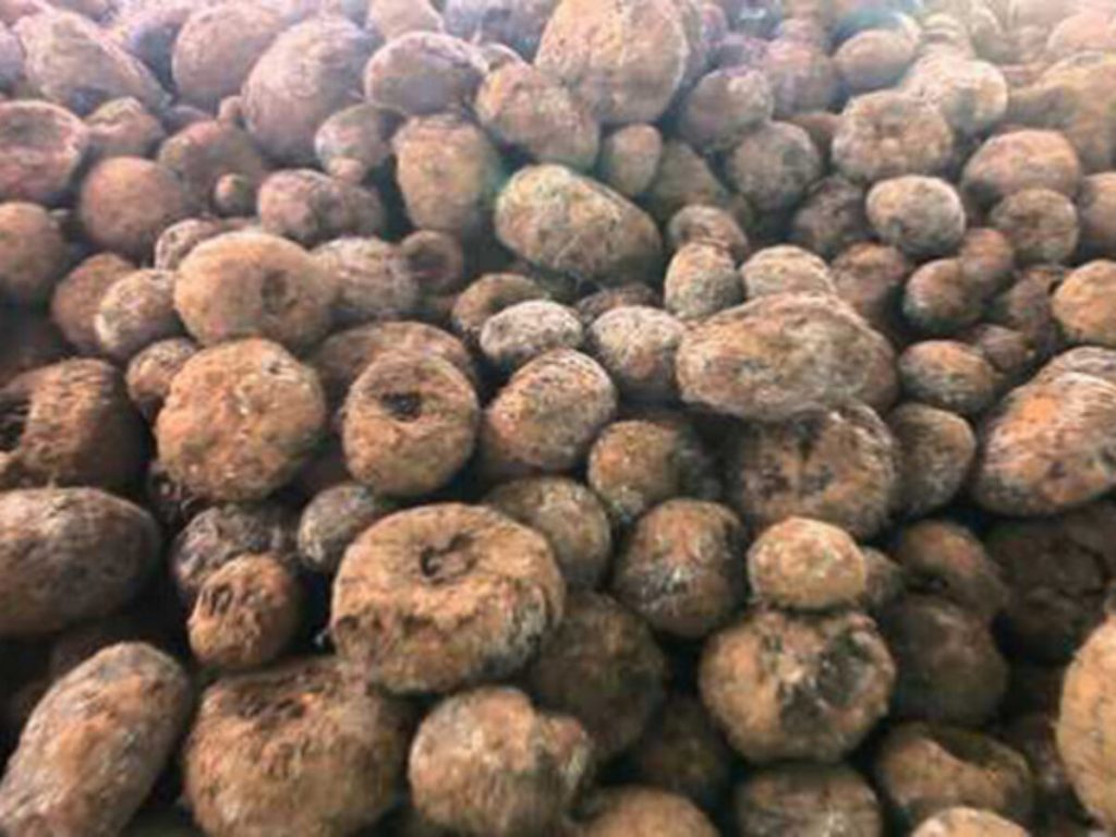 cara mengolah porang