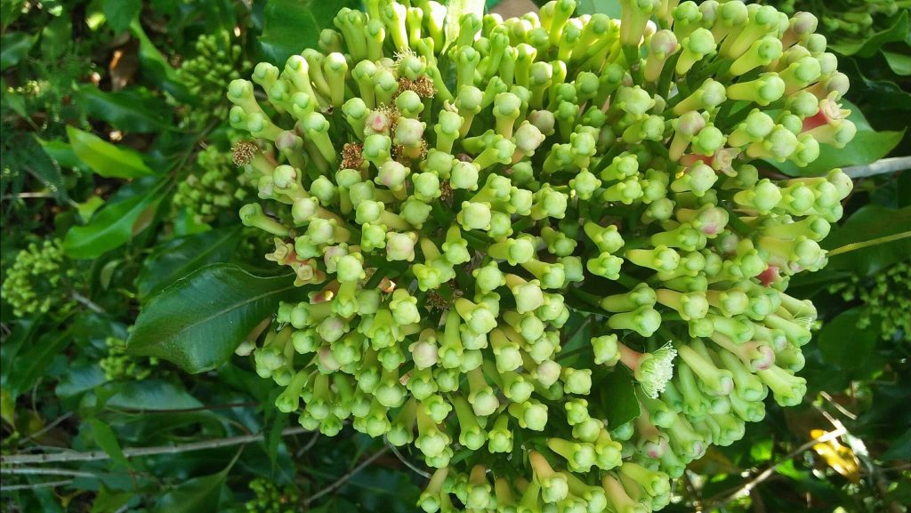 cara menanam cengkeh