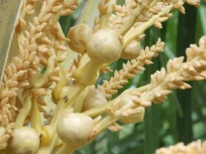 kegunaan pohon kelapa