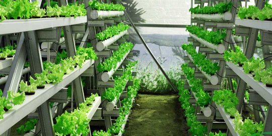 media tanam sabut kelapa