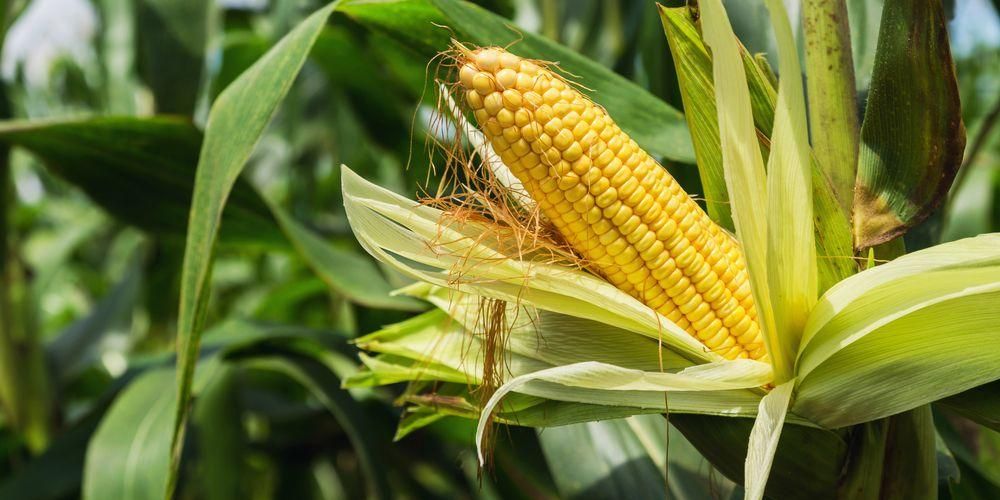 resep jagung susu keju