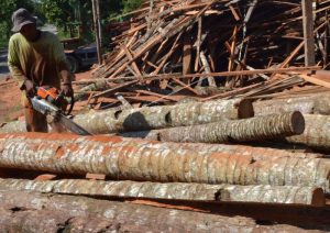 kegunaan pohon kelapa