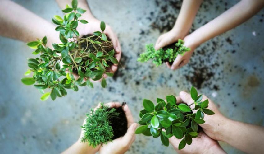 manfaat arang bagi tanaman