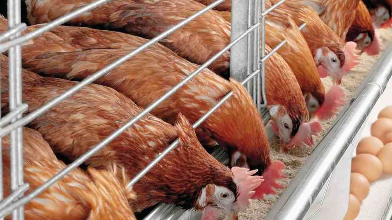  Pakan Ayam Petelur  yang Bagus Untuk Unggas dan Cara Membuatnya