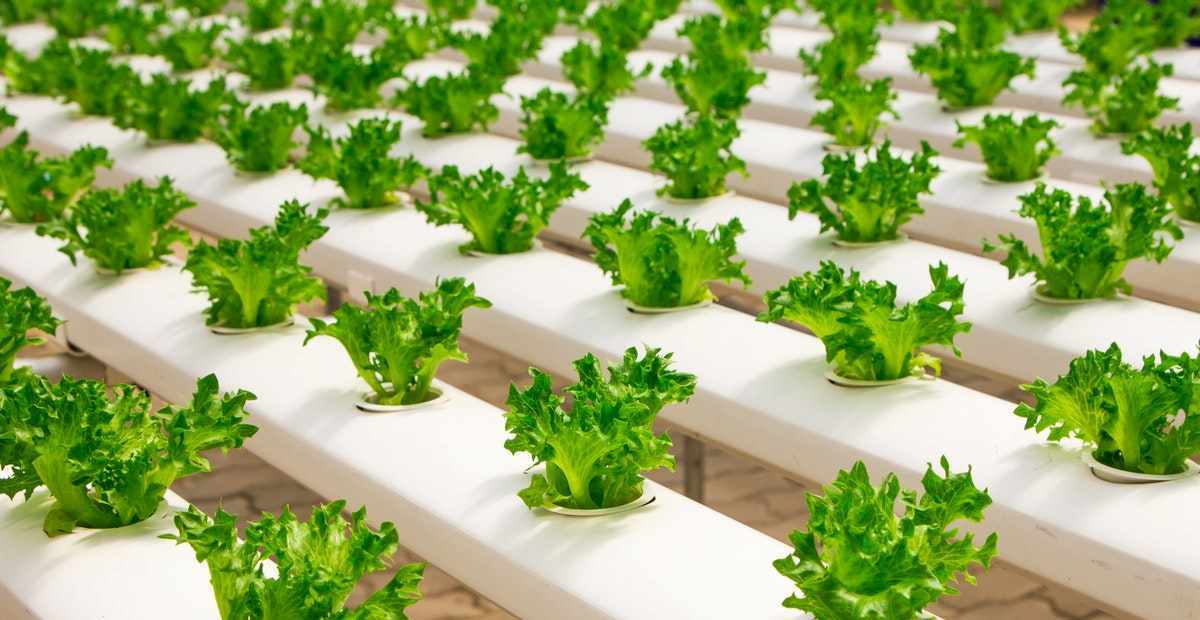 Cara Membuat Cocopeat