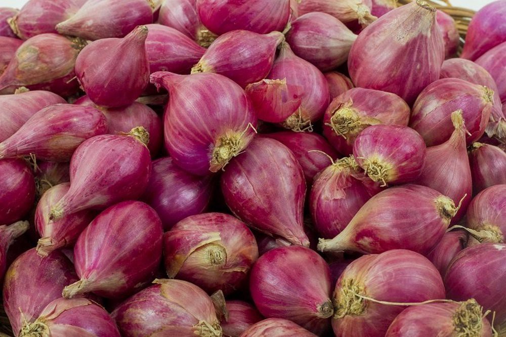 Memilih Bibit Unggul Bawang Merah: Kunci Menuai Panen Berlimpah
