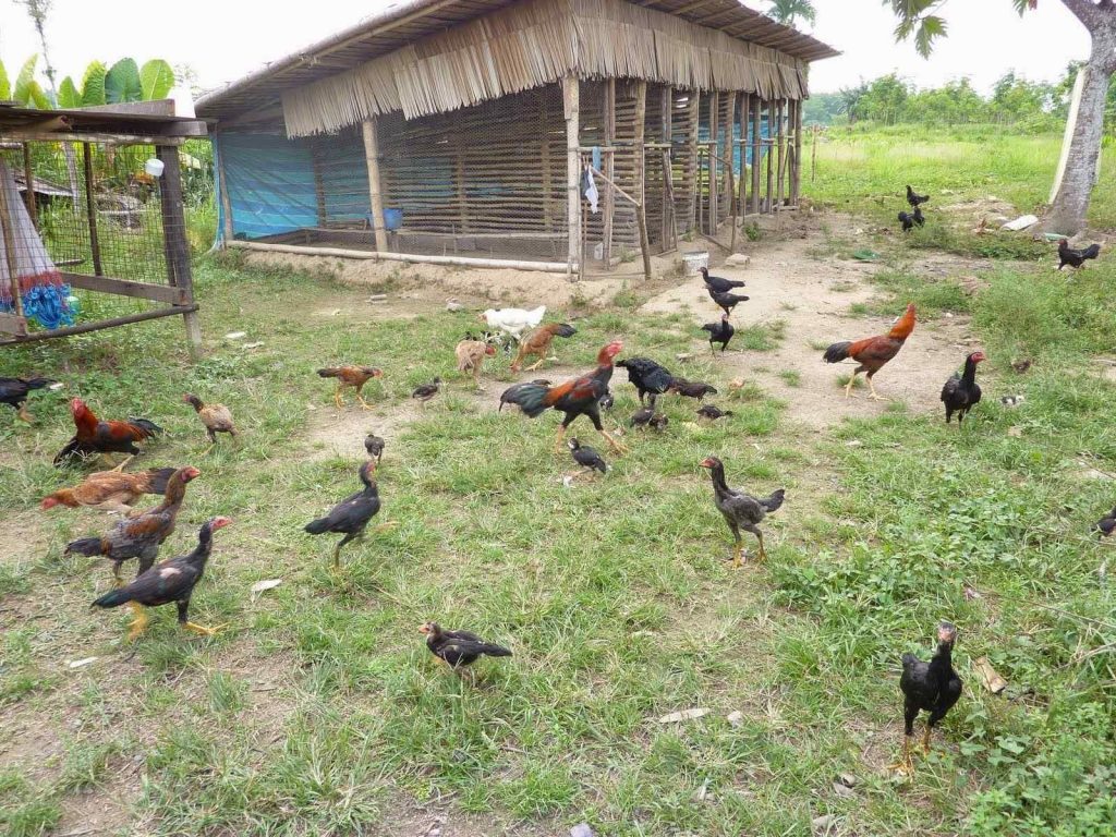 Cara Ternak Ayam Kampung Dengan Modal yang Cukup Terjangkau