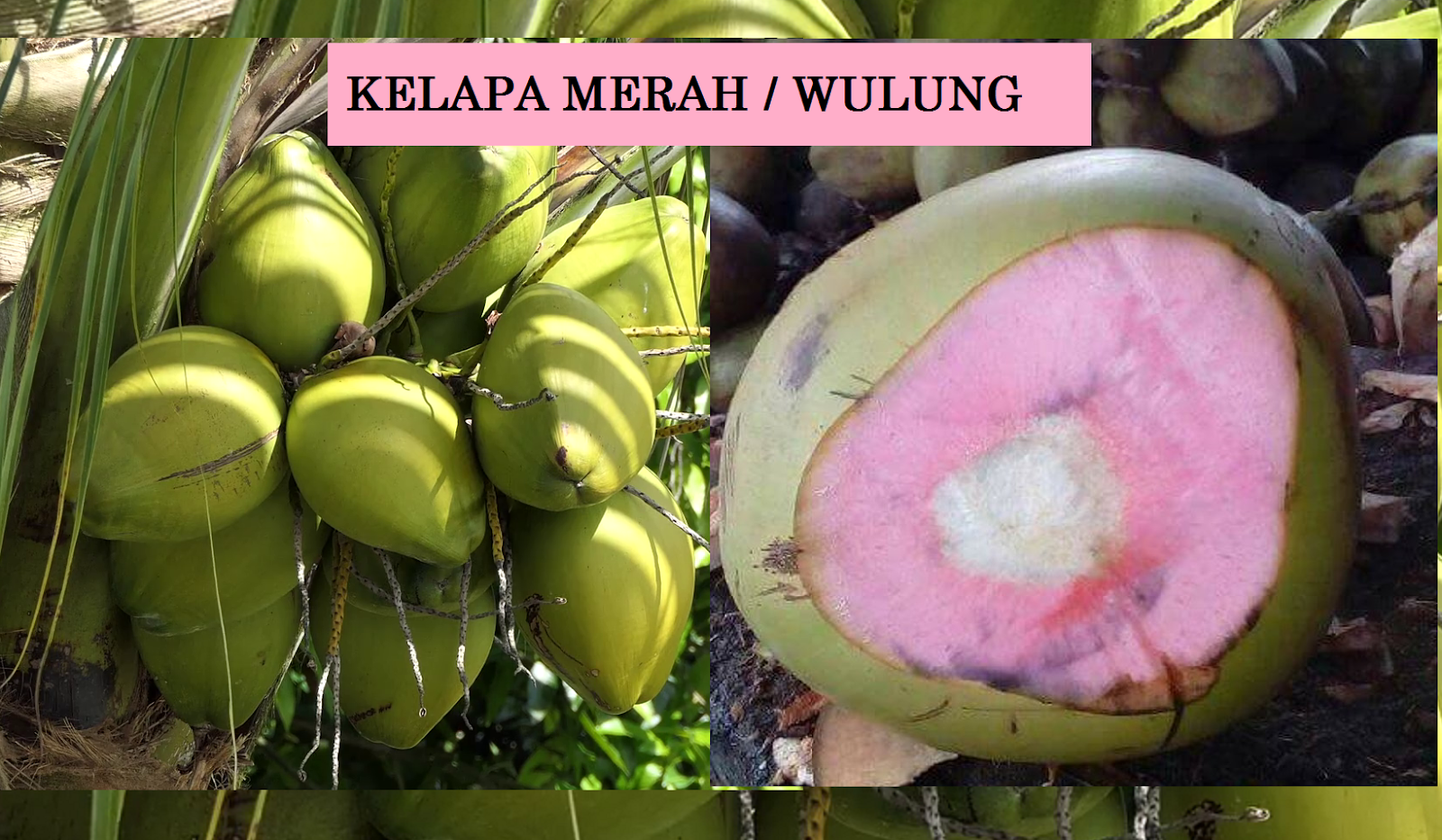 kelapa wulung