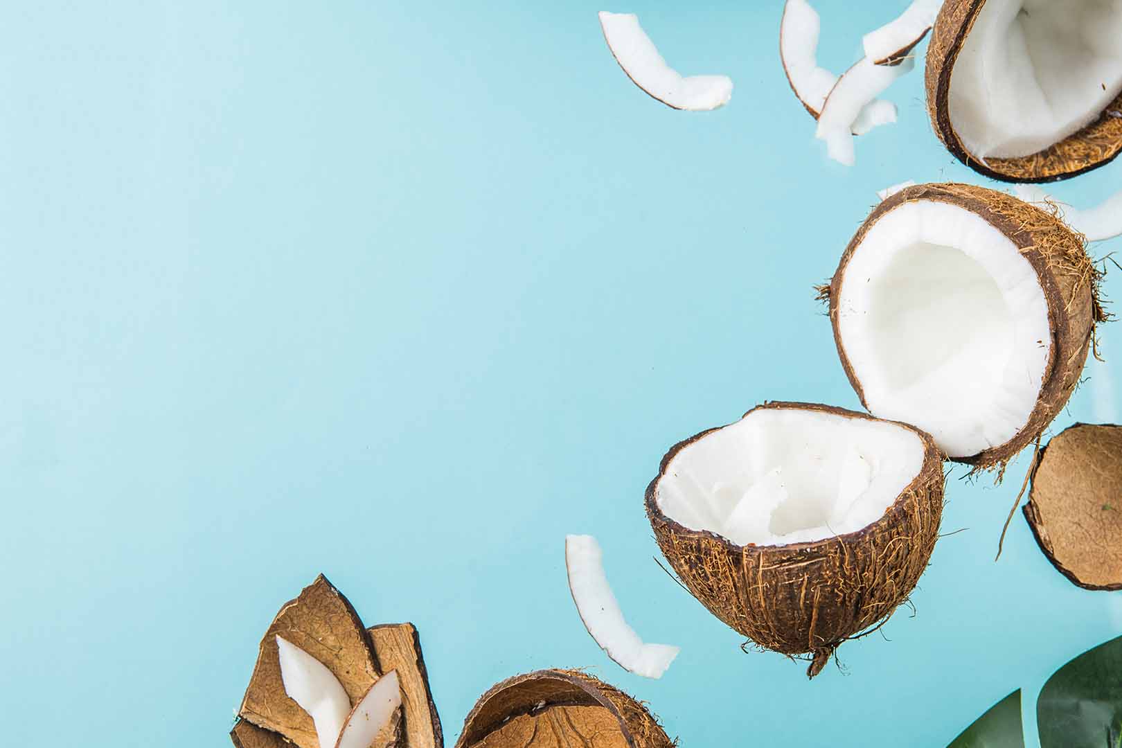 Kelapa Tua