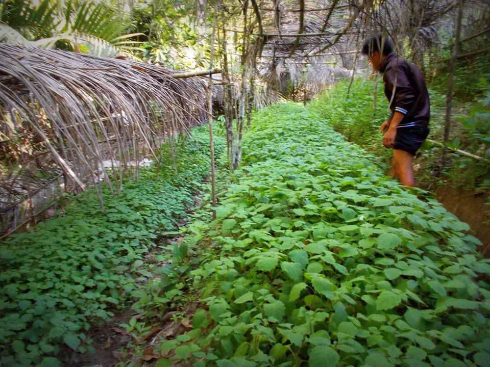 minyak atsiri adalah