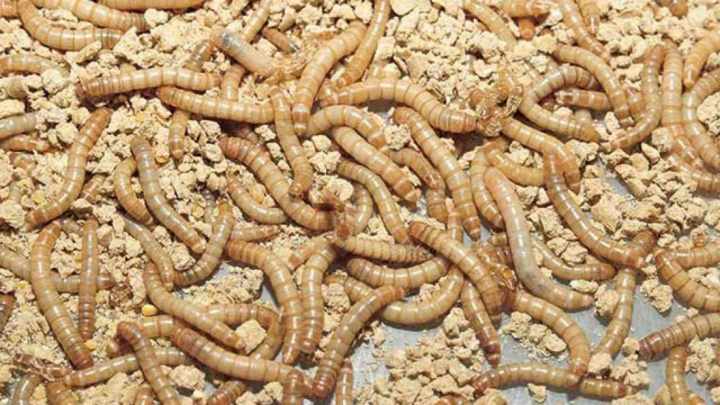 Cara Ternak Ulat Hongkong