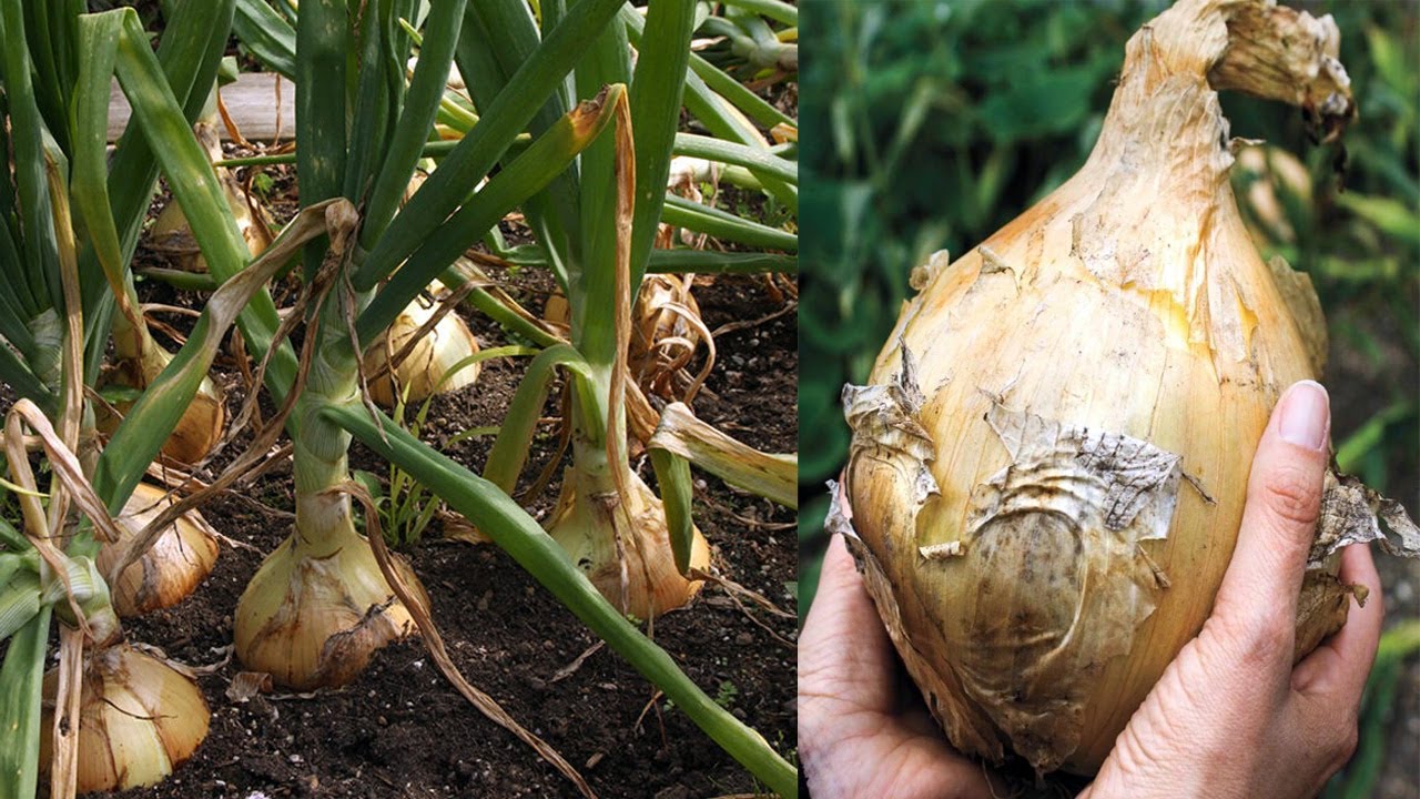 budidaya bawang bombay