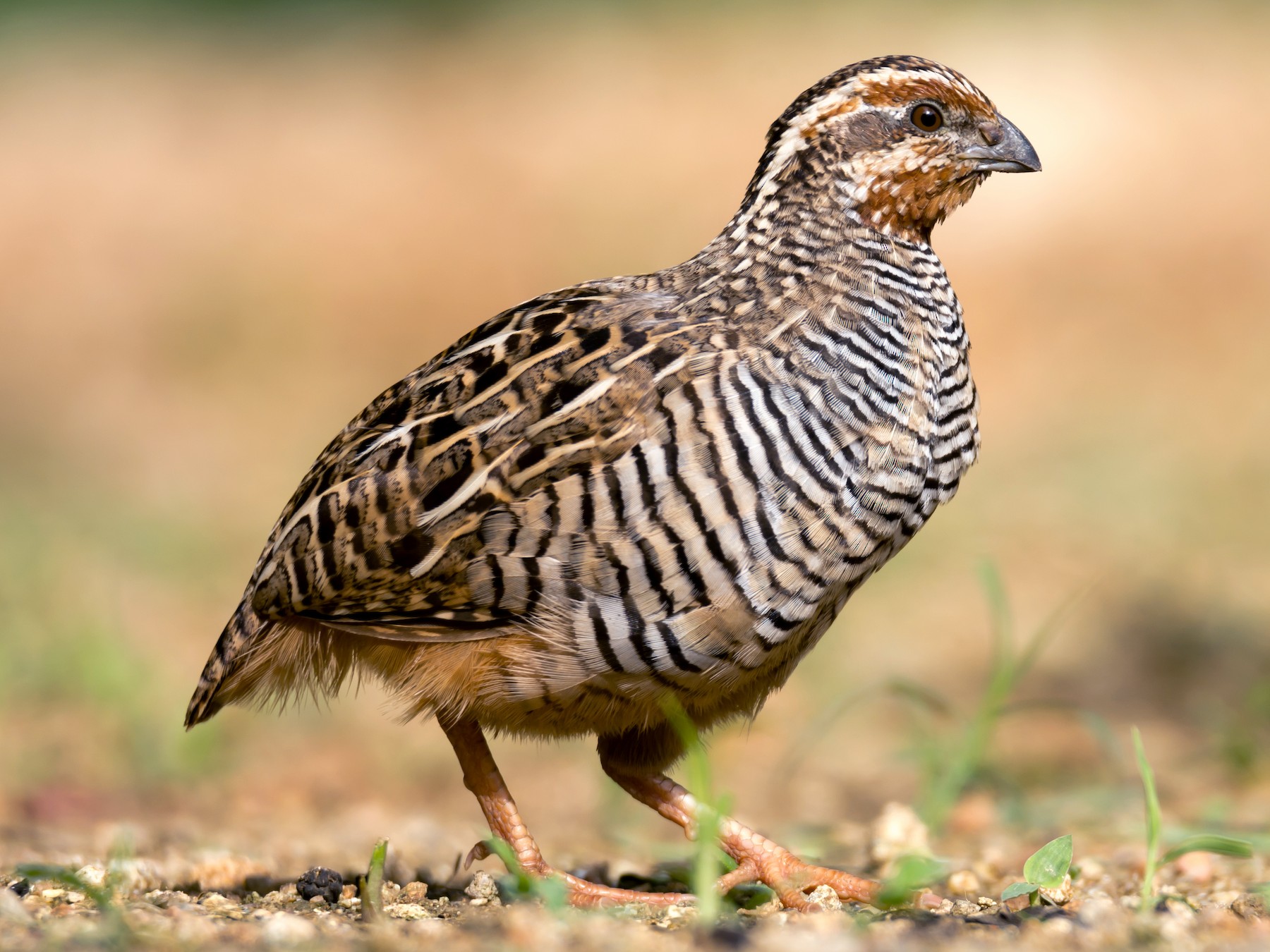 Burung Puyuh