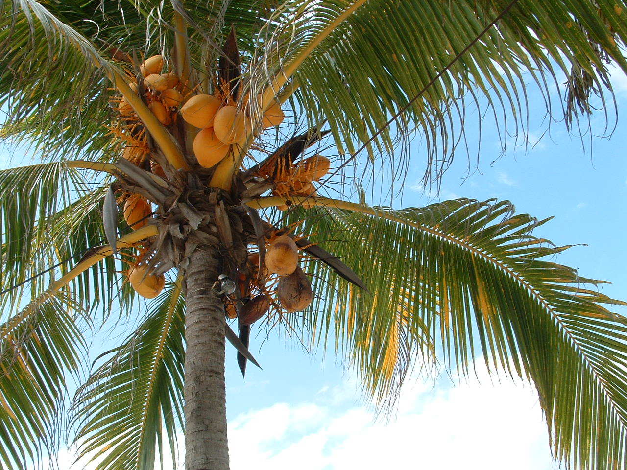 Страна где пальмы. Кокосовая Пальма (Cocos nucifera). Пальма манго. Кокосы на Пальме. Монако кокосовые пальмы.