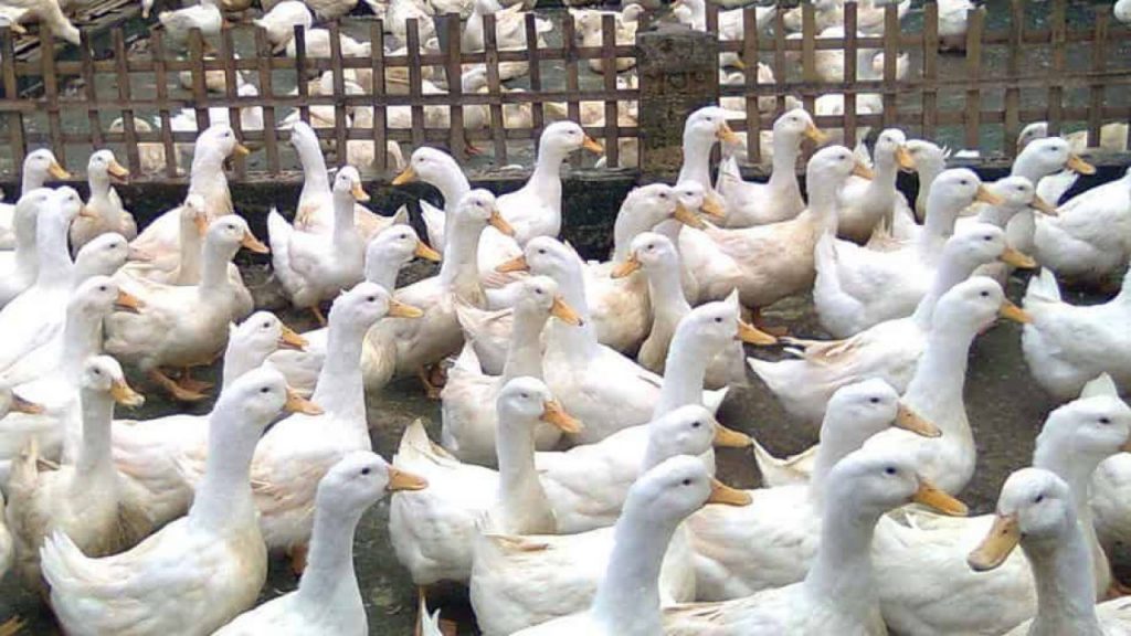 peluang usaha ternak