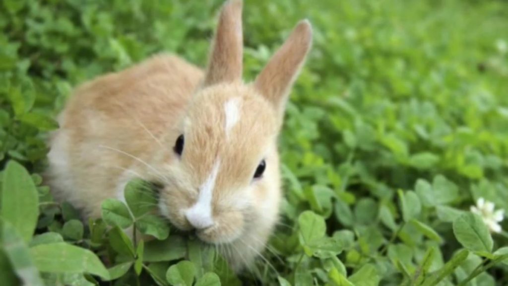 Ternak Kelinci pedaging