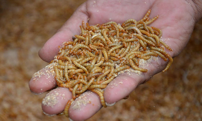 cara ternak ulat hongkong