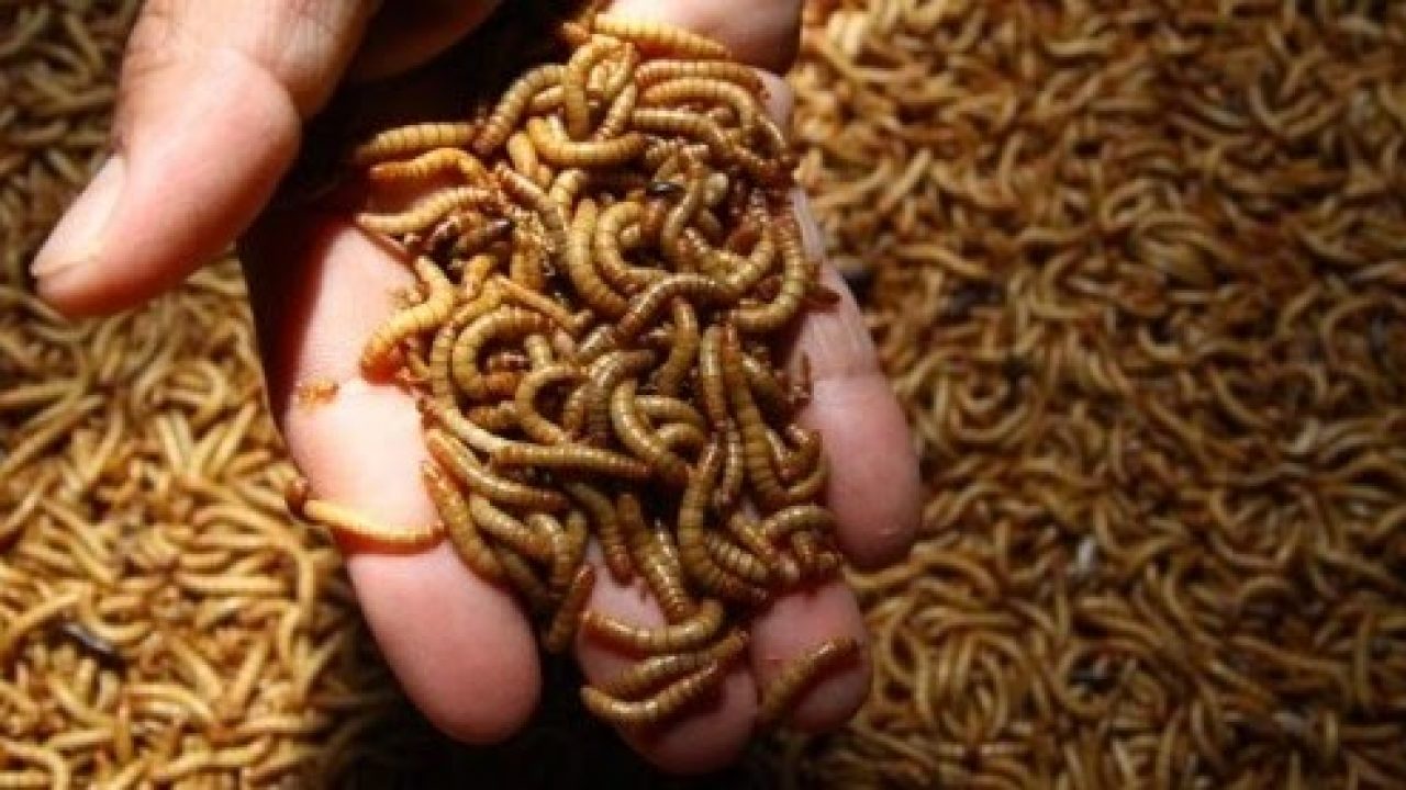 cara ternak ulat hongkong