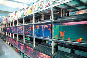 usaha rumahan yang tidak ada matinya