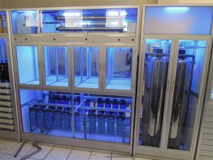 usaha yang cocok untuk pemula dipedesaan 