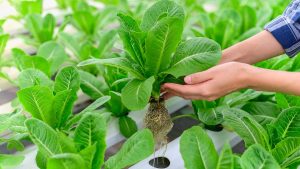 Peluang Bisnis Pertanian Yang Menjanjikan Yang Cocok Untuk Dicoba