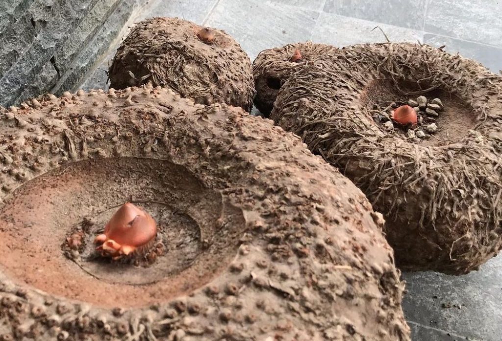 Cara mengolah porang menjadi makanan