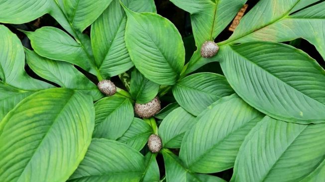 Bisnis Tanaman Porang