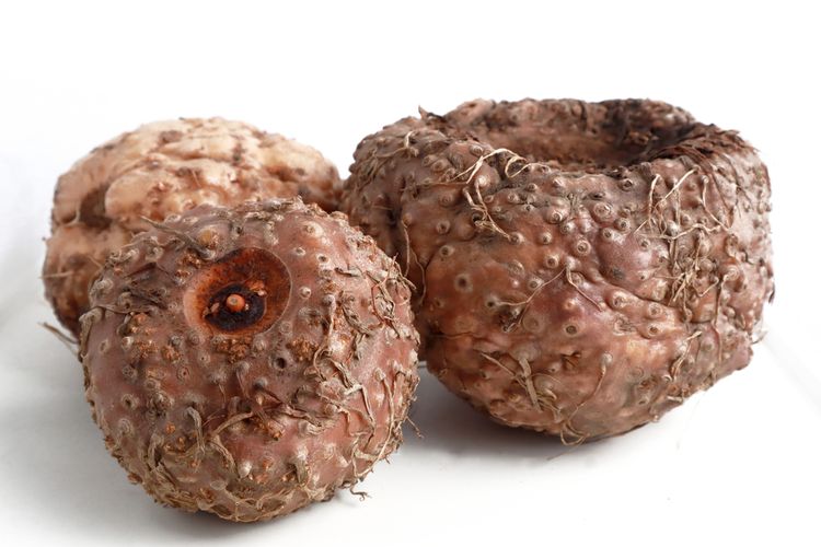 Bisnis Tanaman Porang