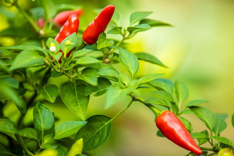 cara membuat pupuk alami penyubur tanaman cabe praktis dan mudah