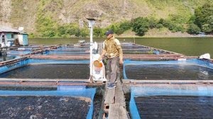 Contoh Usaha UMKM Di Desa