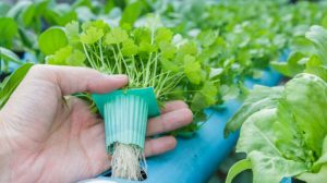 Contoh Usaha UMKM Di Desa