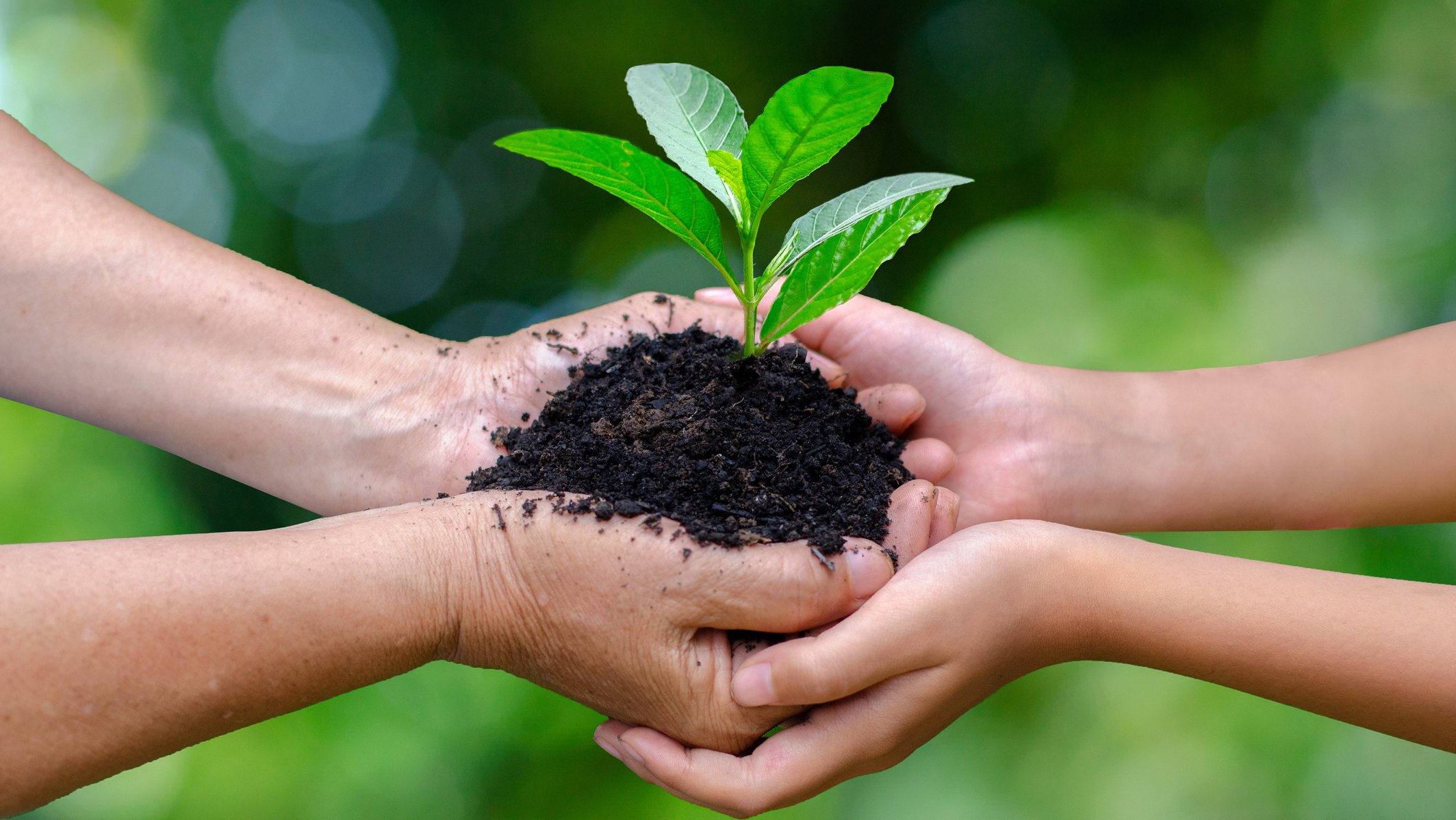 tanaman porang dan manfaatnya