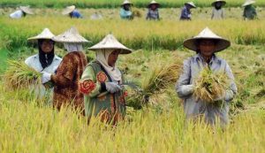 cara menigkatkan hasil pertanian