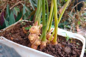budidaya tanaman herbal