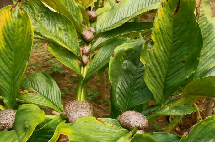 tanaman porang dan manfaatnya